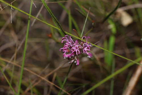 Grevillea reptans (Grevillea reptans)