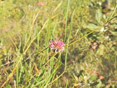 Grevillea reptans (Grevillea reptans)