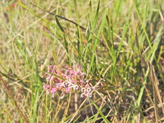Grevillea reptans (Grevillea reptans)