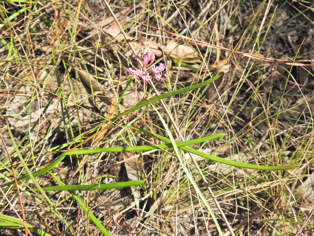 Grevillea reptans (Grevillea reptans)