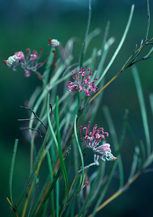 Grevillea reptans: Grevillea reptans at Poona National Park, SE of Maryborough, Queensland