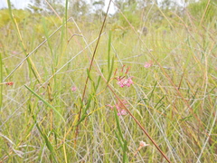 Grevillea reptans (Grevillea reptans)