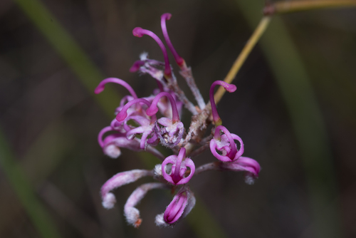 Grevillea reptans (Grevillea reptans)