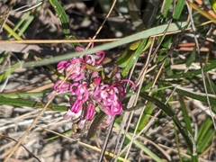 Grevillea reptans (Grevillea reptans)