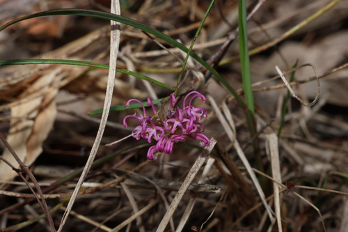 Grevillea reptans (Grevillea reptans)
