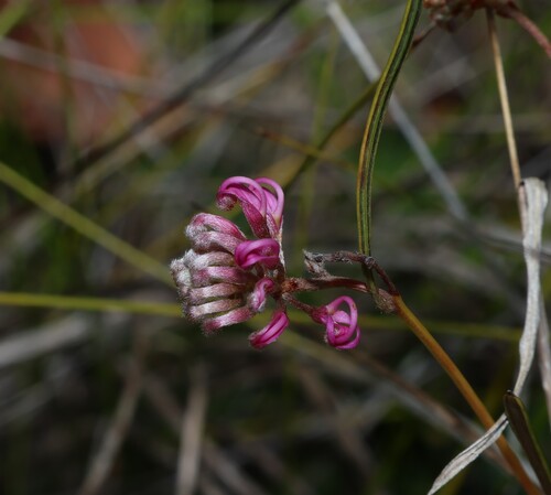 Grevillea reptans (Grevillea reptans)