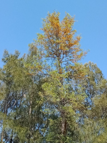 Silkoak (Grevillea robusta)