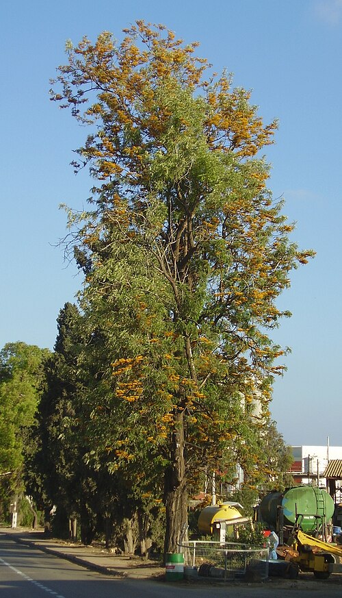 Silkoak: Flowering Grevillea robusta in Kibbutz Gan Shmuel; April 14, 2006. Aprox. 16 meters high.