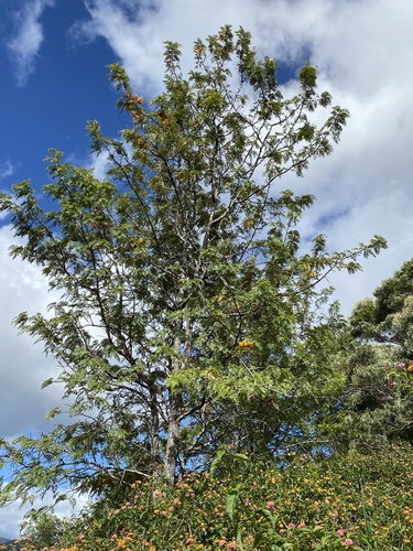 Silkoak (Grevillea robusta)