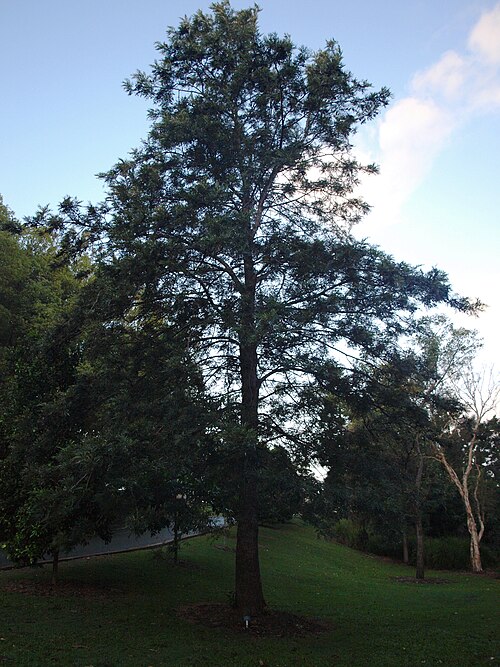 Silkoak: Gold Coast Regional Botanic Gardens