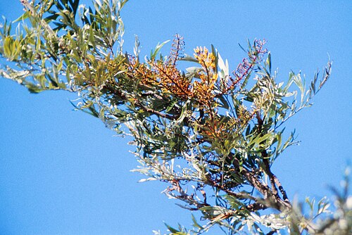 Silkoak: The flora of Palm Beach, Queensland is mostly ornamental, though some remnants of the original flora remain.