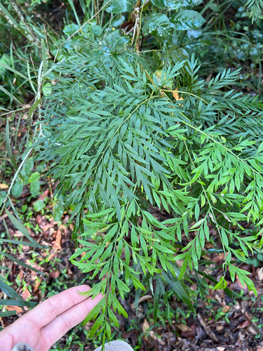 Silkoak (Grevillea robusta)