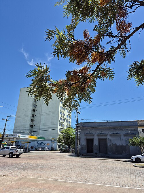 Silkoak: Grevillea robusta em praça de Bagé-RS