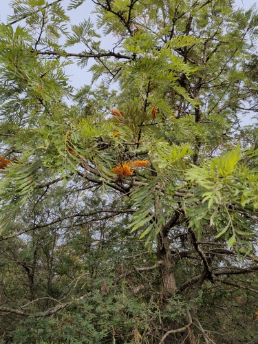 Silkoak (Grevillea robusta)