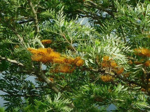 Silkoak (Grevillea robusta)