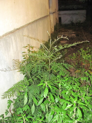 Silkoak (Grevillea robusta)