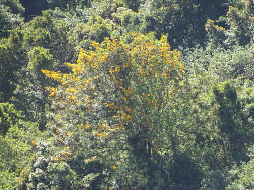 Silkoak (Grevillea robusta)