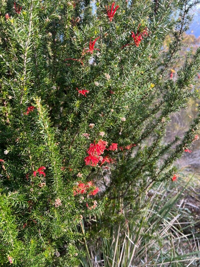 Grevillea rosmarinifolia (Grevillea rosmarinifolia)