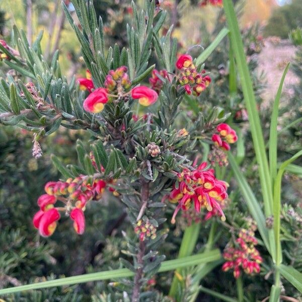 Grevillea rosmarinifolia (Grevillea rosmarinifolia)