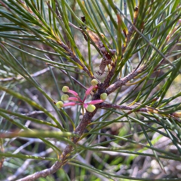 Grevillea rosmarinifolia (Grevillea rosmarinifolia)