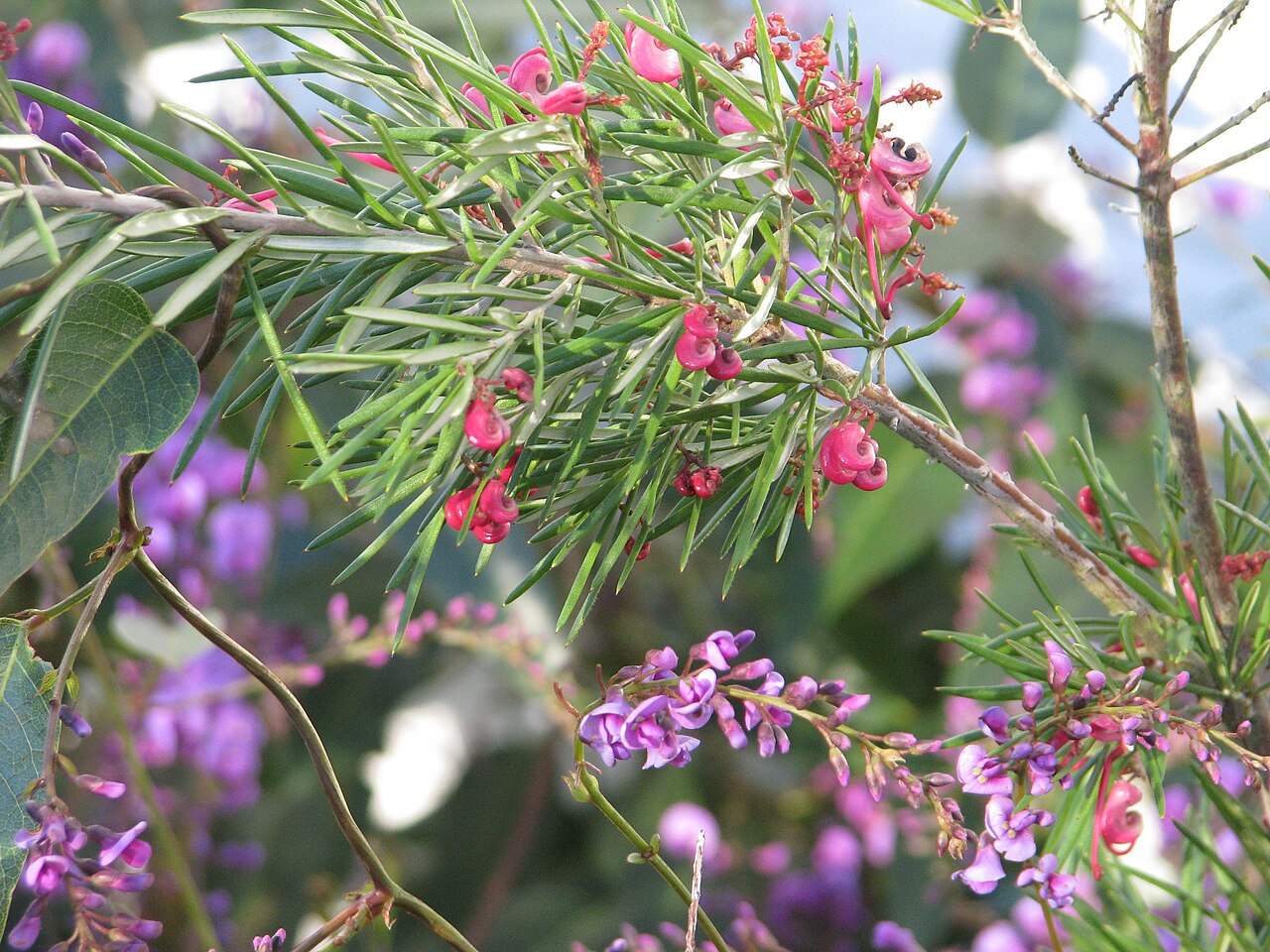 Grevillea rosmarinifolia: Grevillea rosmarinifolia & Hardenbergia violacea