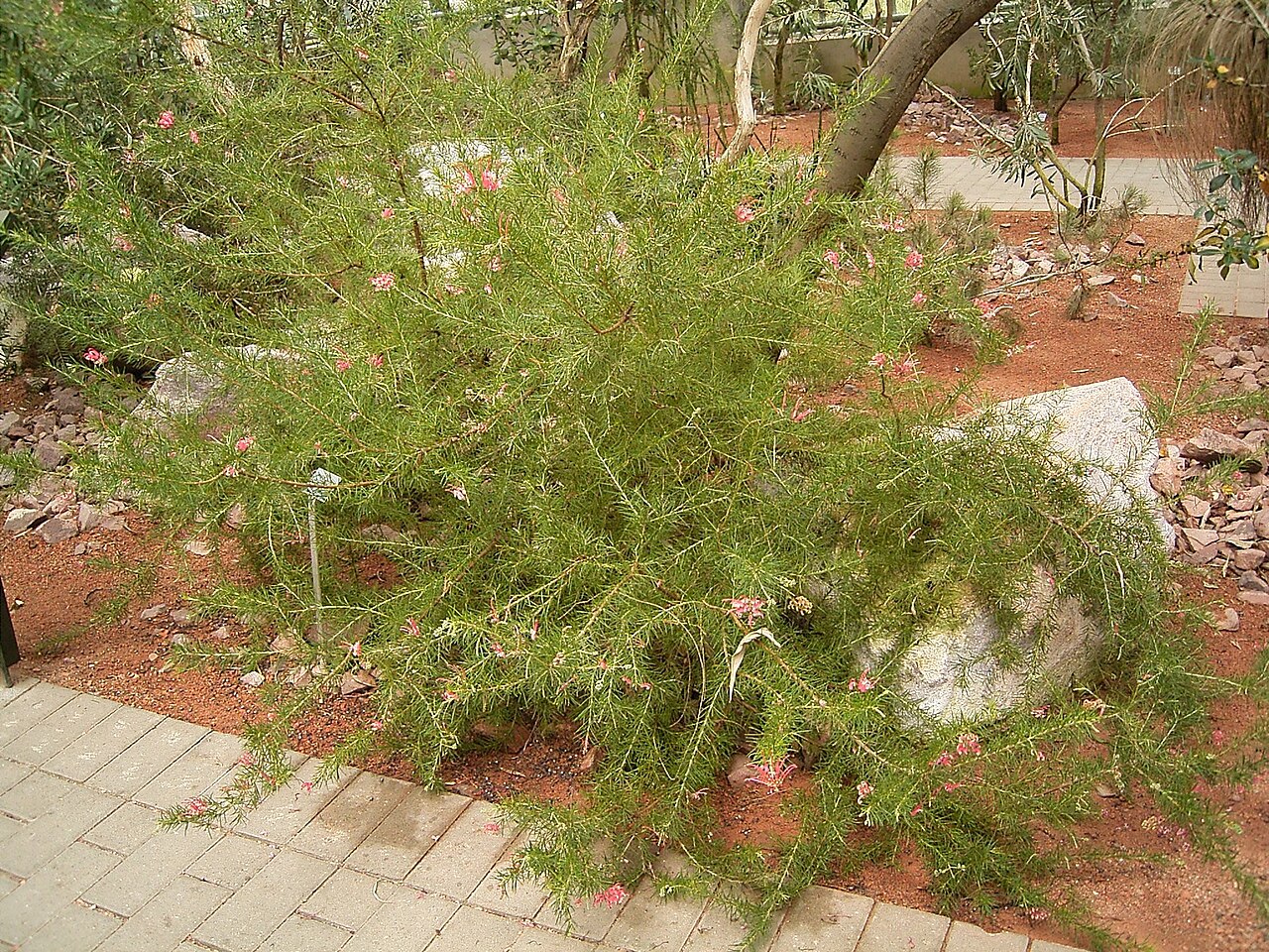 Grevillea rosmarinifolia: Grevillea rosmarinifolia
