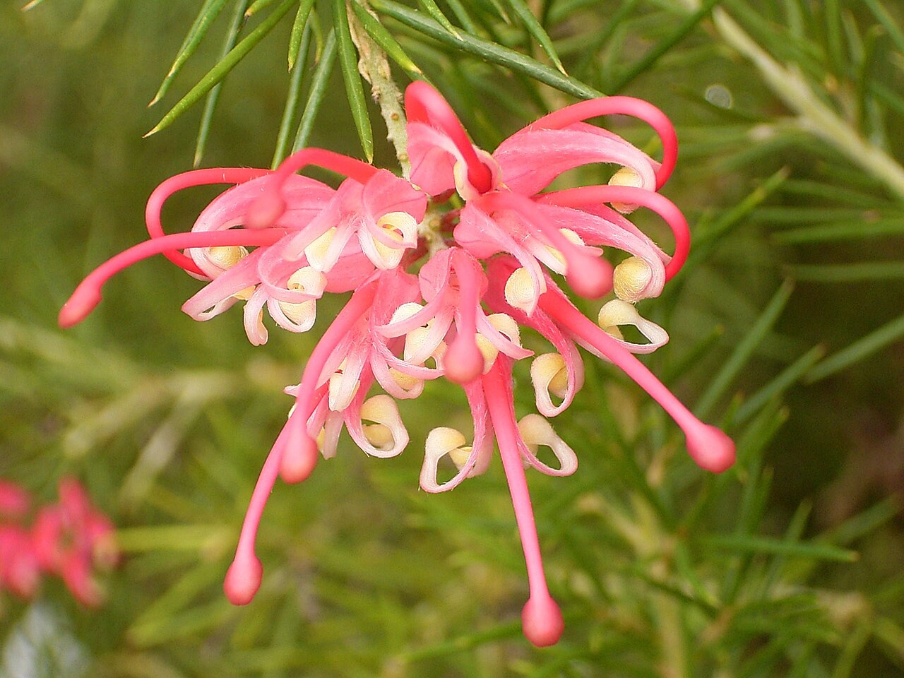 Grevillea rosmarinifolia: Grevillea rosmarinifolia