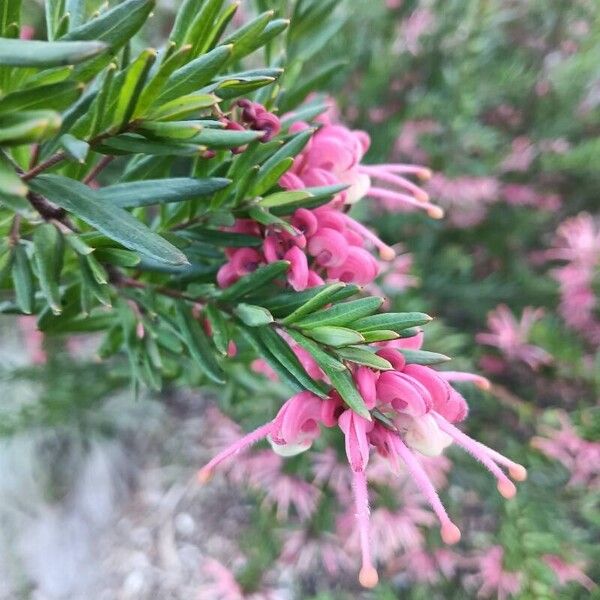 Grevillea rosmarinifolia (Grevillea rosmarinifolia)