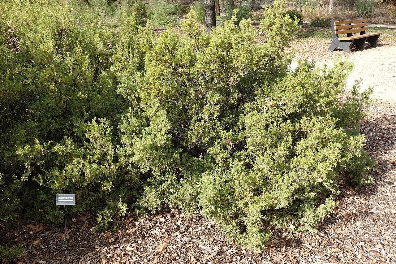 Grevillea rosmarinifolia: Botanical specimen in the McConnell Arboretum & Botanical Gardens, in Turtle Bay Exploration Park, Redding, California, USA.