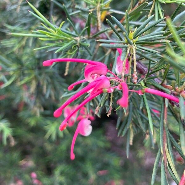 Grevillea rosmarinifolia (Grevillea rosmarinifolia)