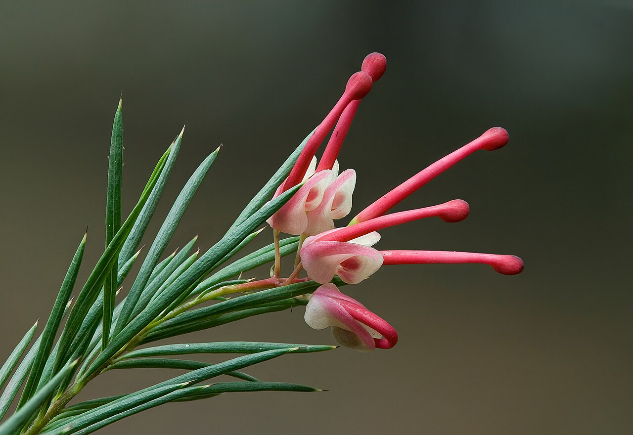 Grevillea rosmarinifolia: Grevillea rosmarinifolia Camera data Camera Canon EOS 400D Lens Tamron EF 180mm f3.5 1:1 Macro Flash Umbrella Above Left Focal length 180 mm Aperture f/9 Exposu