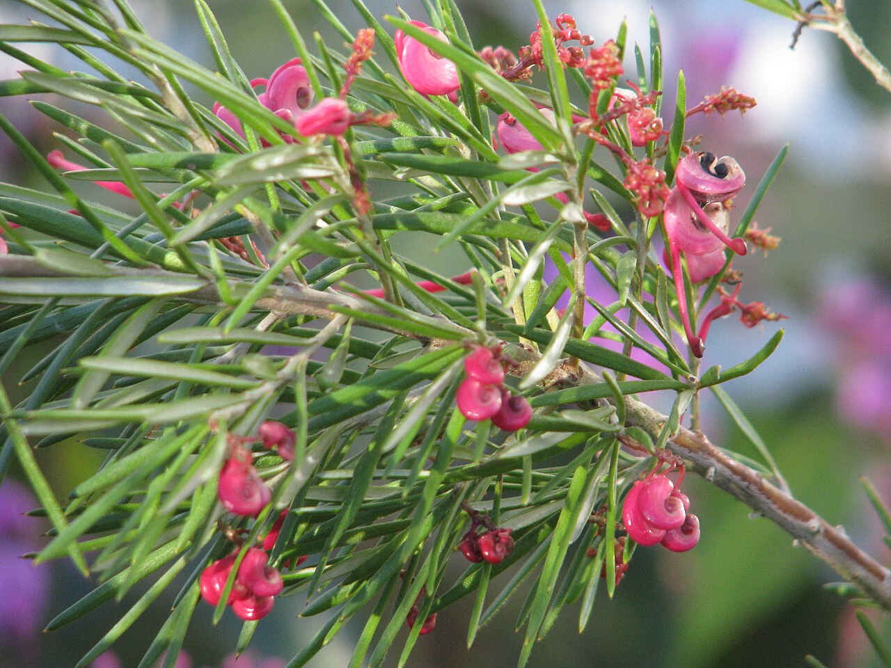 Grevillea rosmarinifolia: The commonest species in cultivation here in the UK - hardy and reliable