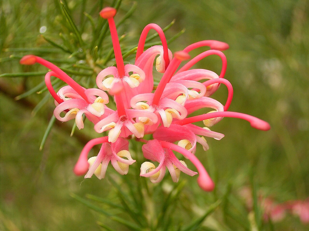 Grevillea rosmarinifolia: Grevillea rosmarinifolia