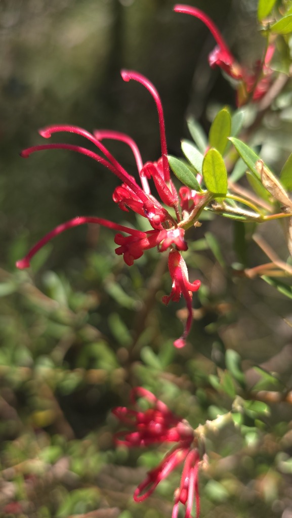 Red grevillea (Grevillea speciosa)