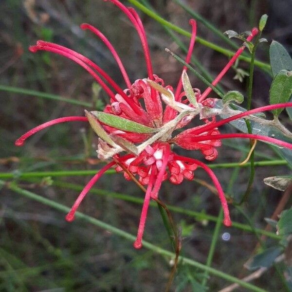 Red grevillea (Grevillea speciosa)