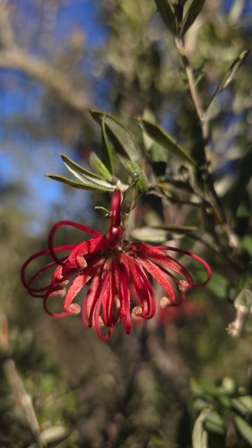 Red grevillea (Grevillea speciosa)