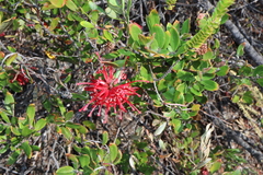 Red grevillea (Grevillea speciosa)