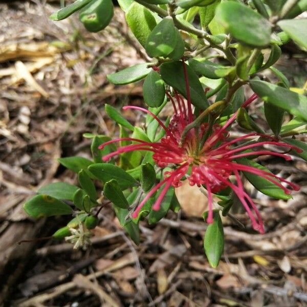 Red grevillea (Grevillea speciosa)