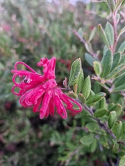 Red grevillea (Grevillea speciosa)