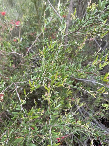Red grevillea (Grevillea speciosa)