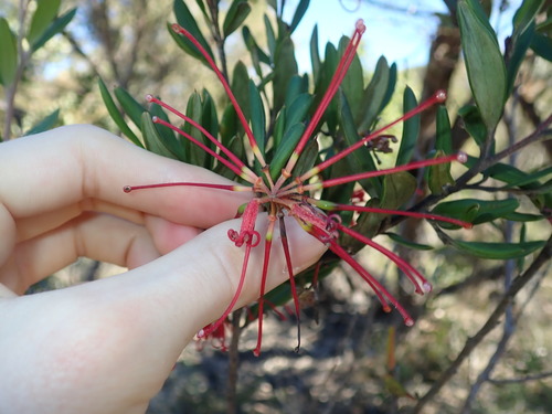 Red grevillea (Grevillea speciosa)