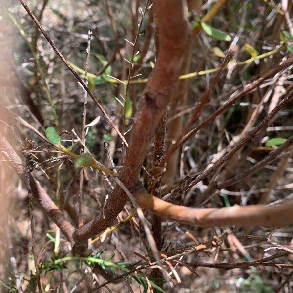 Red grevillea (Grevillea speciosa)