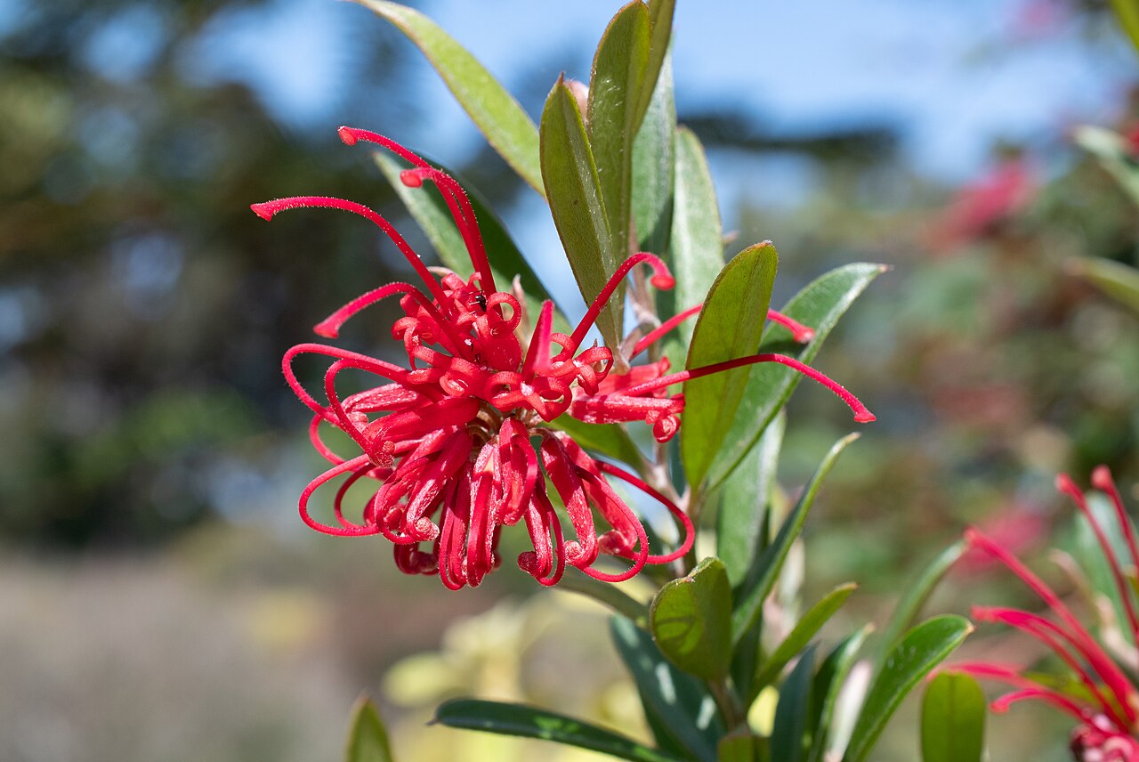 Red grevillea: An inflorescense of Grevillea speciosa (Red spider flower) at the Illawarra Grevillea Park