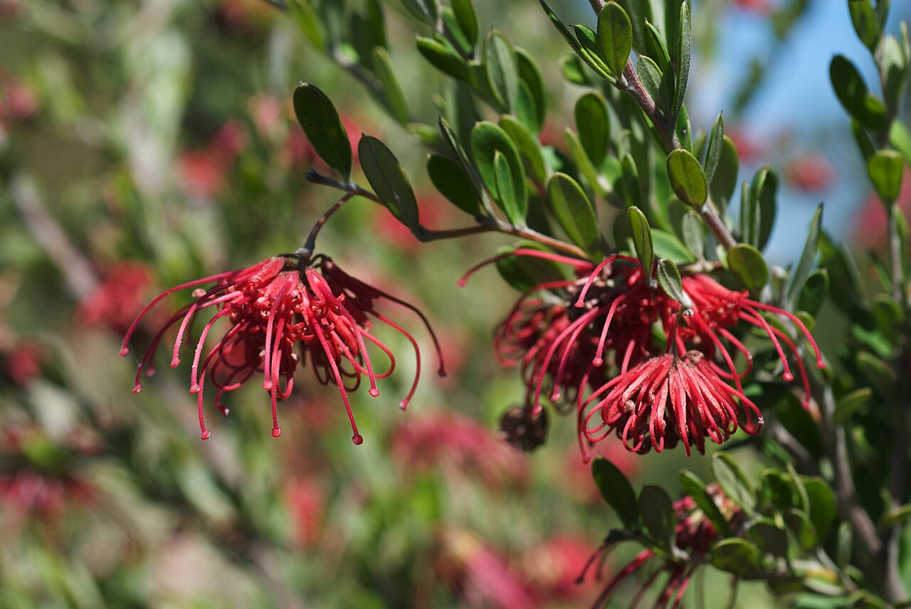 Red grevillea: Grevillea speciosa, photographed at the UC Santa Cruz Arboretum