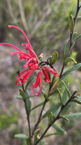 Red grevillea (Grevillea speciosa)