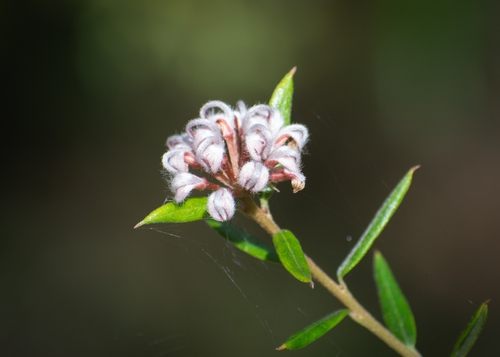 Grevillea sphacelata (Grevillea sphacelata)