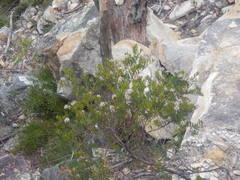 Grevillea sphacelata (Grevillea sphacelata)