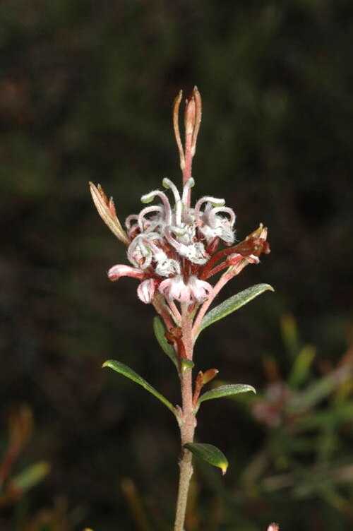 Grevillea sphacelata: Grevillea sphacelata in the Australian National Botanic Gardens