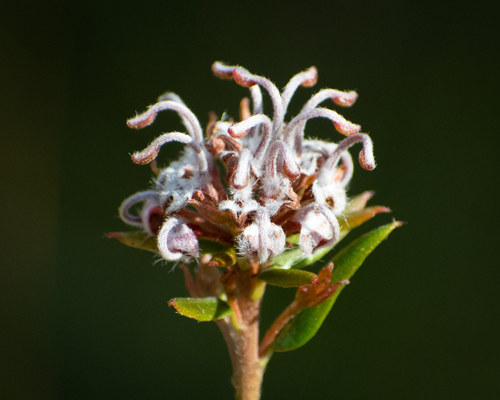Grevillea sphacelata (Grevillea sphacelata)