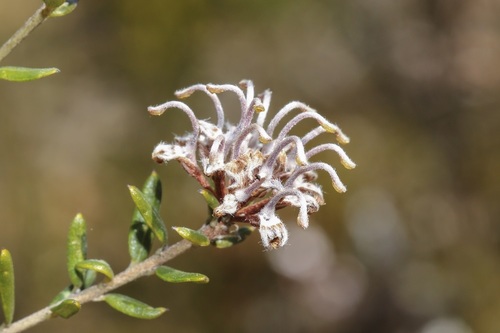 Grevillea sphacelata (Grevillea sphacelata)